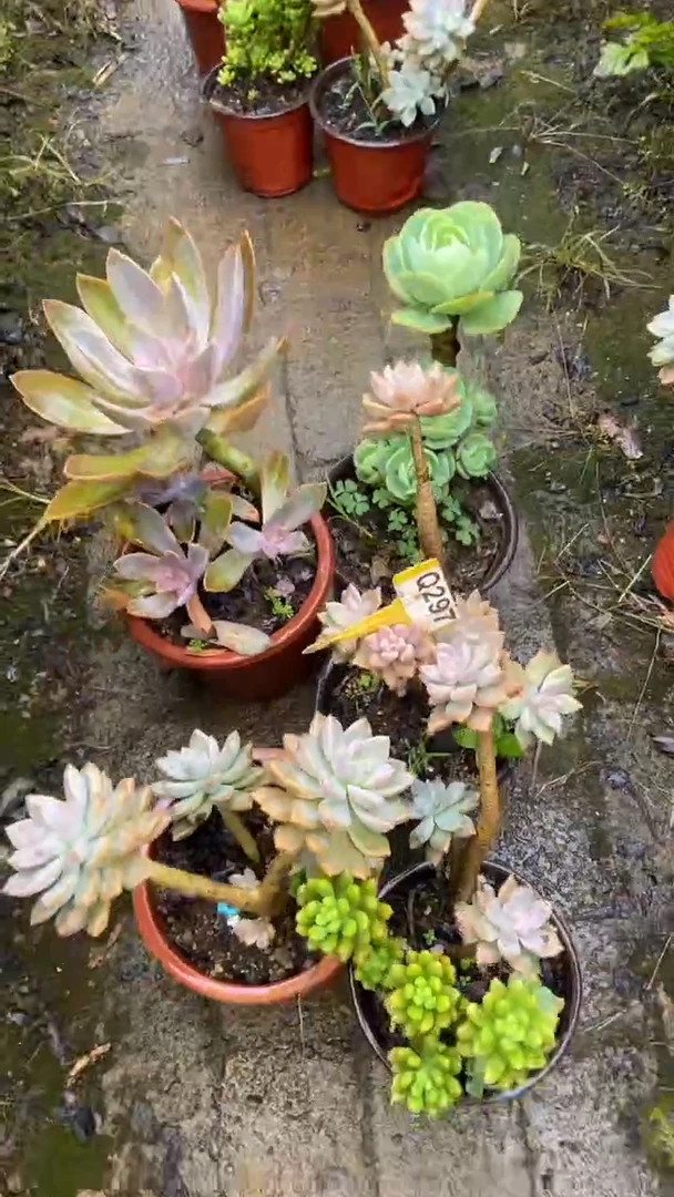 Q297多肉组合默认脱土发货