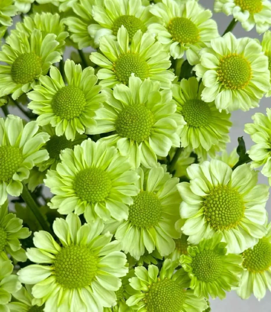 【抹茶小菊盆栽】160口径绿衣小菊雏菊多头菊多年生插花四季开花