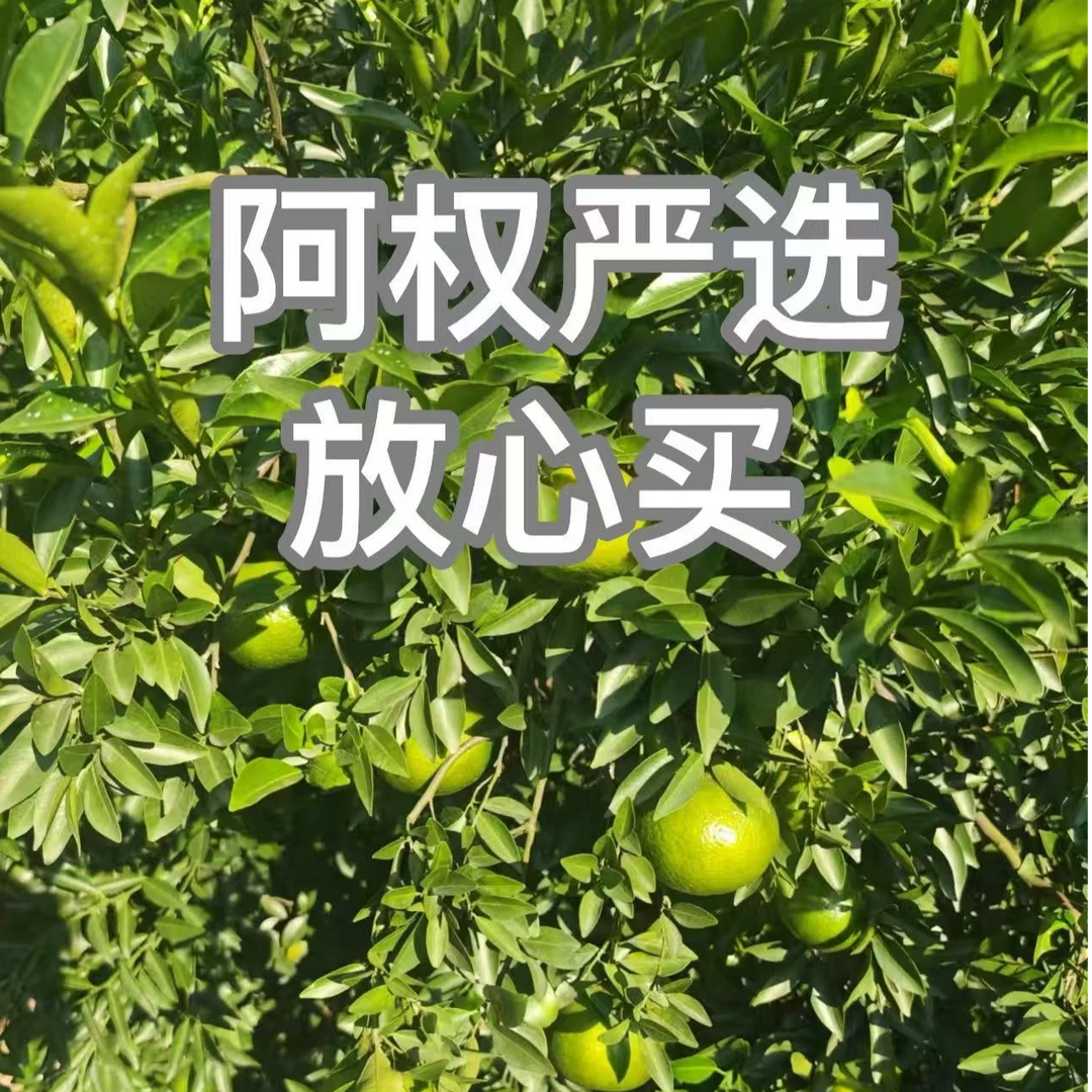 《阿权私藏》西16陈化 荒野油柑仔 小柑胎 拍一发四到手1000g 罐装