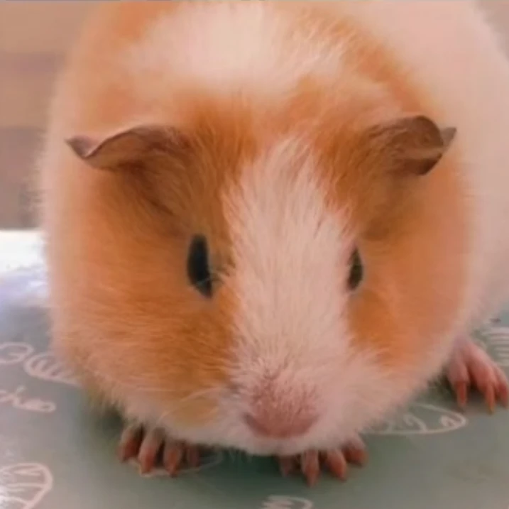 荷兰猪活物豚鼠仓鼠小宠物美泰开脸