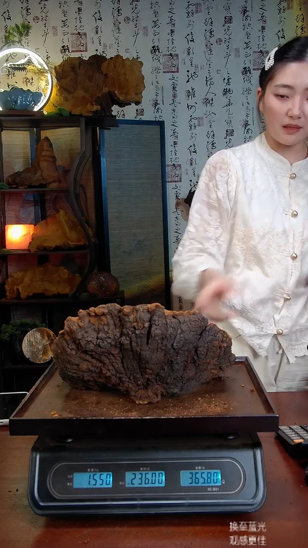 松针层孔菌中国大陆野生【藏区】松树桑黄（3.1斤）50-60年份