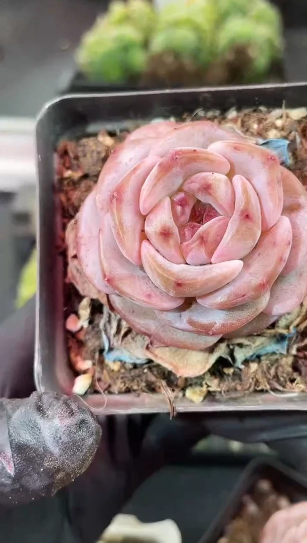 闪购2215  紫灵珠多肉一颗  3.8-4厘米