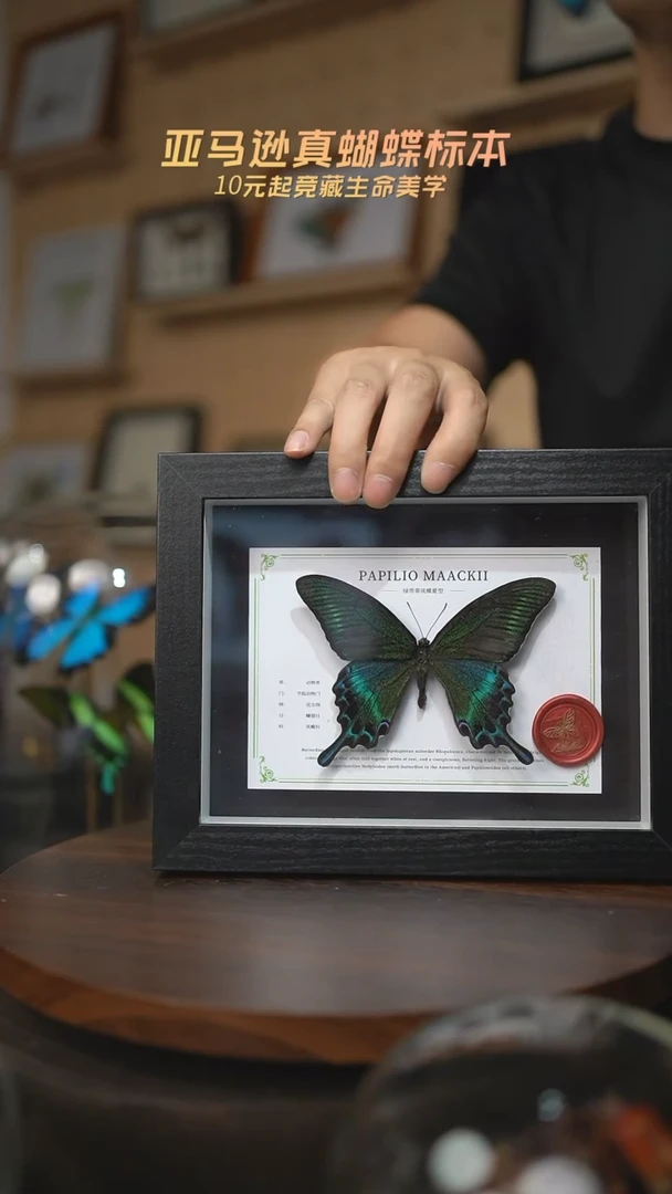 有机玻璃绿带翠凤蝶夏型8寸黑框国风版