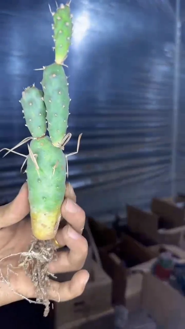 武藏野【带根】2头起发