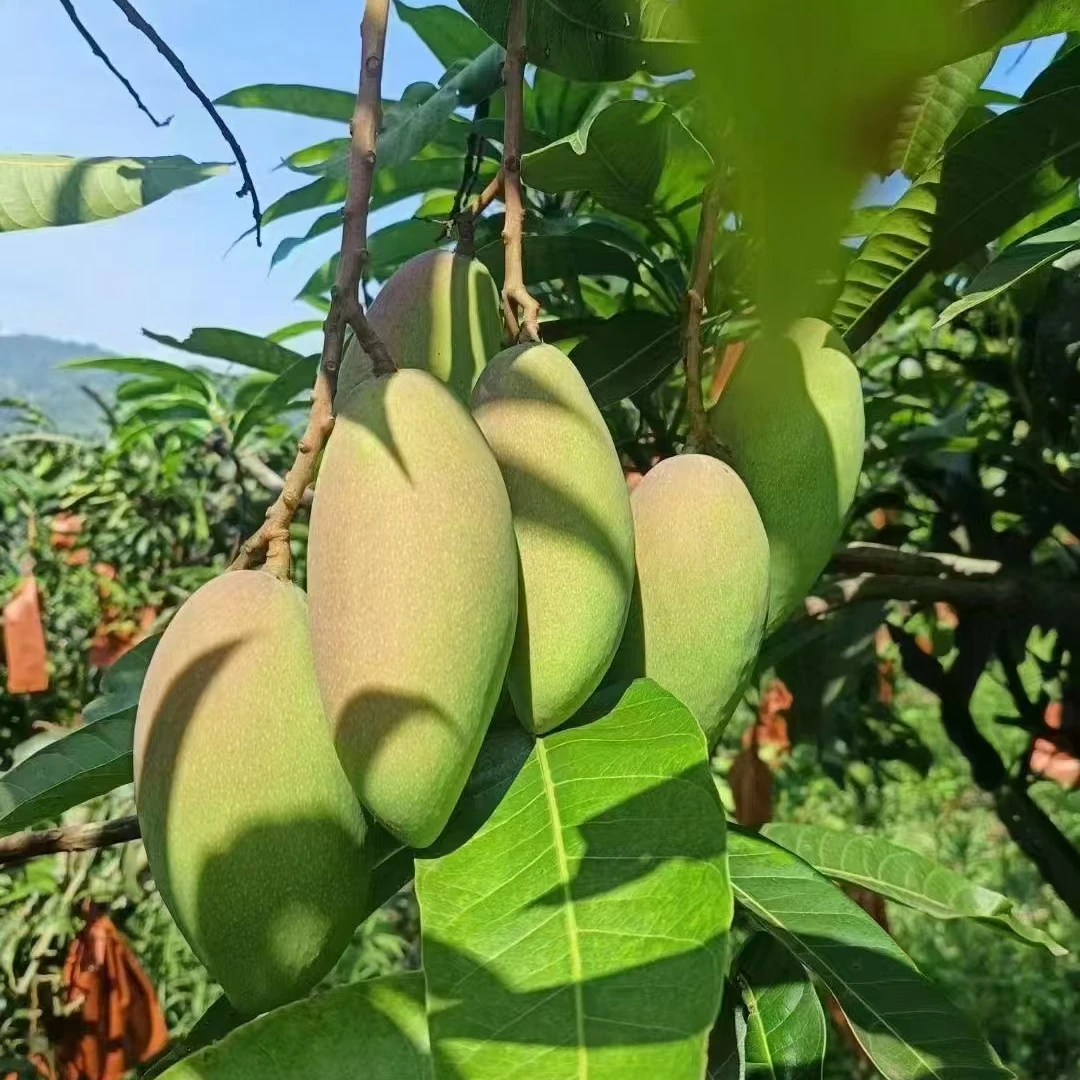 贵州望谟油迈乡金煌芒果当季新鲜水果应季水果