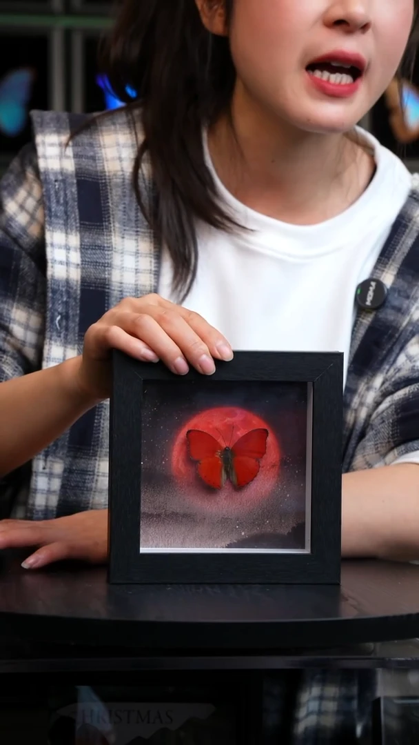 血漪蛱蝶6寸黑色方框红日款