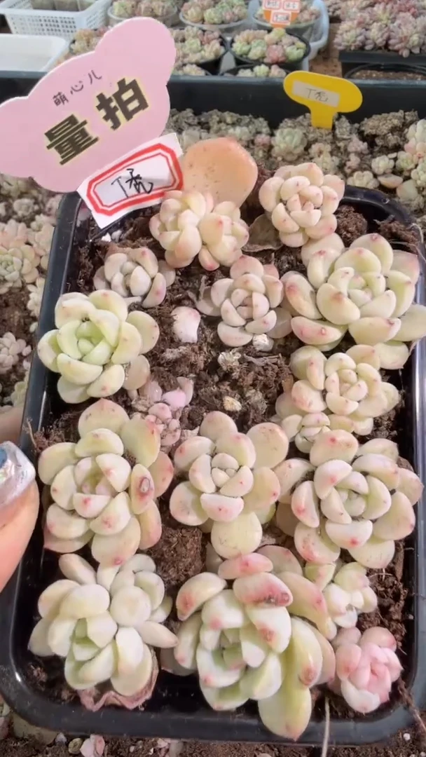 T秃 切糕1盒 量拍混发