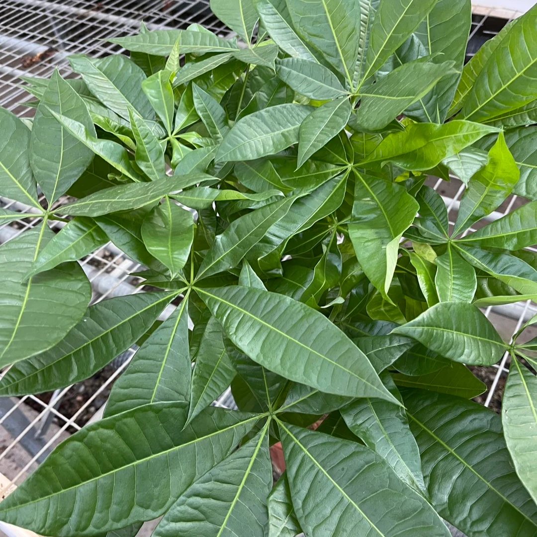 发财树盆栽室内花卉绿植四季常青可吸甲醛