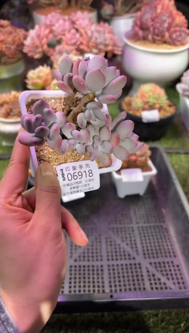 【闪购商品】06918