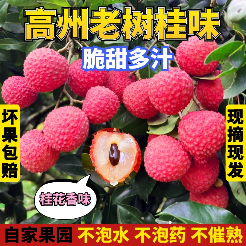 【桂味荔枝，京东专线】高州老树荔枝清甜多汁新鲜水果荔枝果园直发