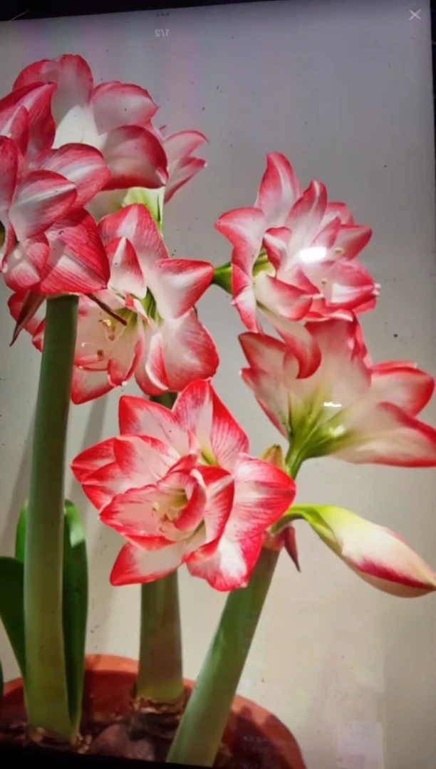 重瓣花孔雀朱顶红种球福利24/26