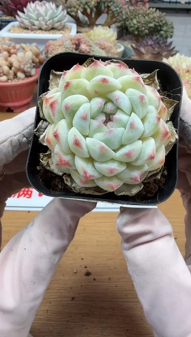 东云多肉园二店-307