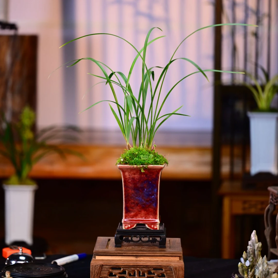 建兰铭品【御品红梅】钧窑冰裂四方盆 室内好养易活