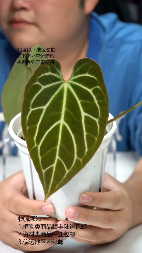 完全开放原种南美水晶