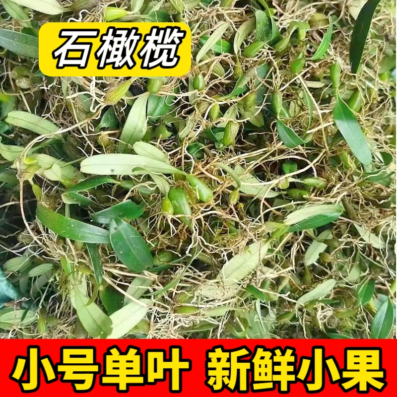 新鲜石橄榄单叶小果石橄榄煲汤炖汤250克