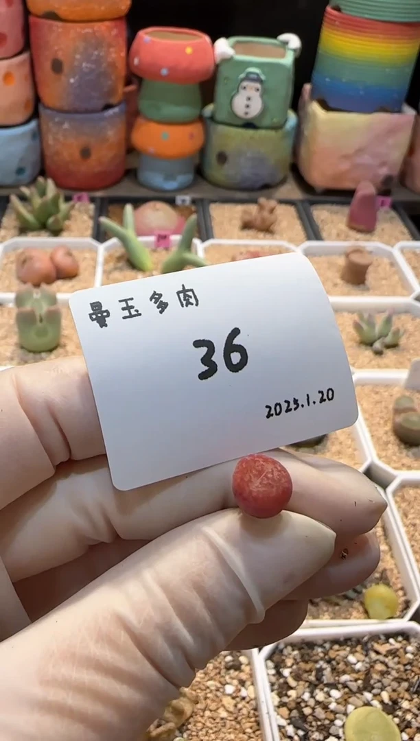 【闪购商品】25.1.20-36