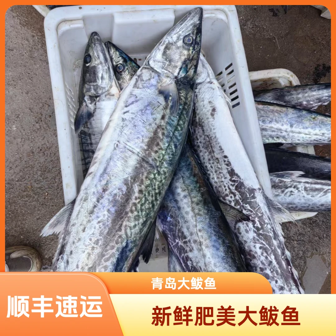 青岛原产地大鲅鱼蓝点马鲛鱼顺丰包邮