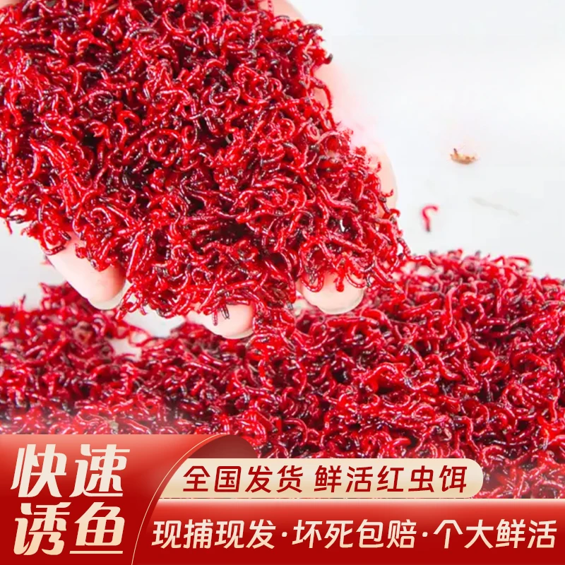 【迎新福利全部低价】死虫包赔/鲜活红虫/特大虫皇红虫活饵