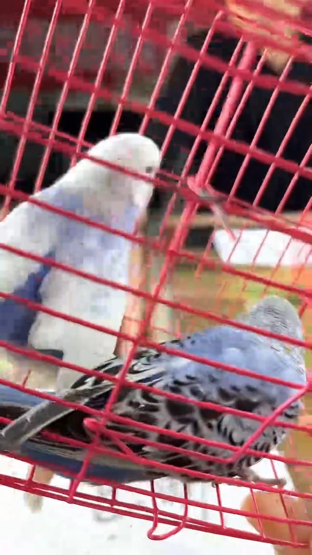 虎皮鹦鹉虎皮鹦鹉