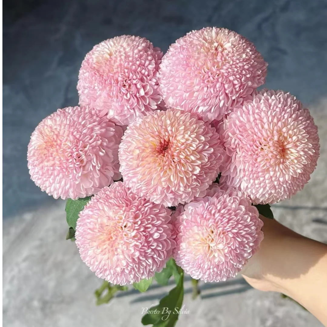 A级稀有粉色乒乓菊鲜切花