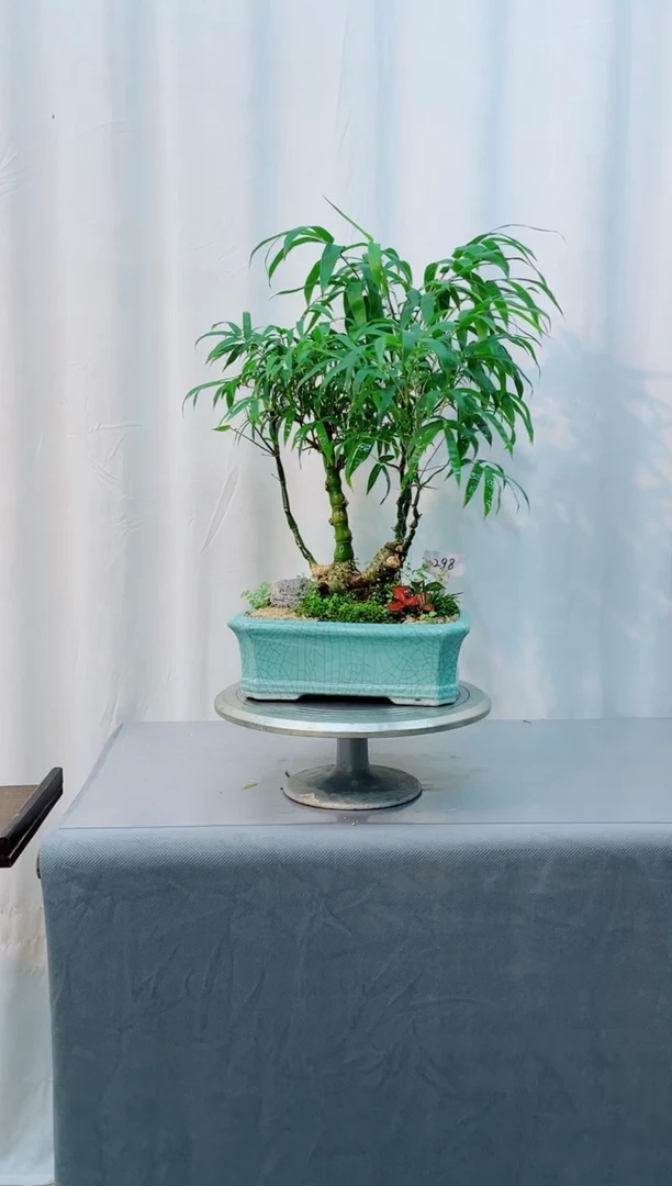 无花朵有****！竹子盆景竹子盆景