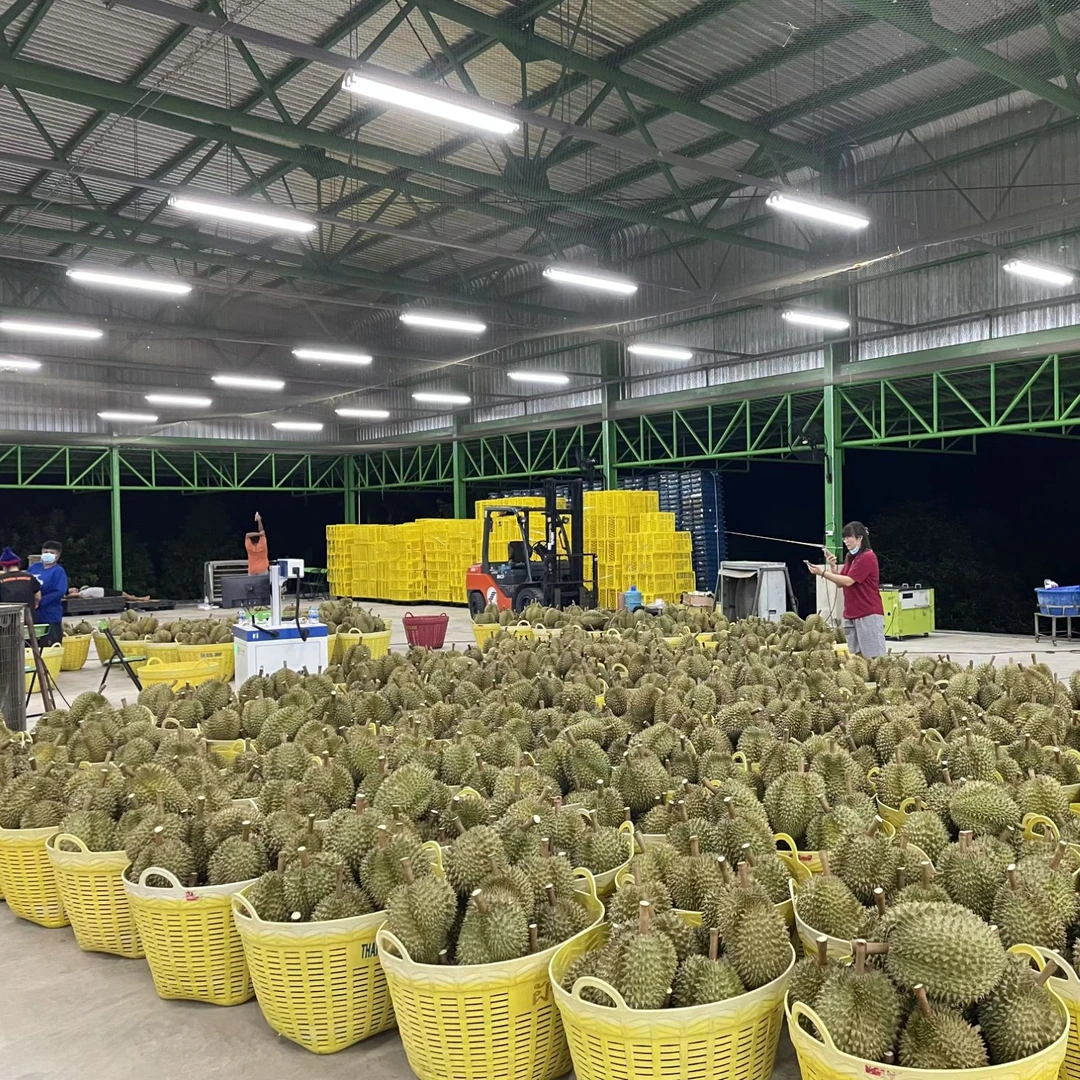 【2斤夹生果】金枕核小新鲜榴莲泰国树熟几率有酒味苦味【不包售后介意勿拍】榴莲同城配金枕泰国