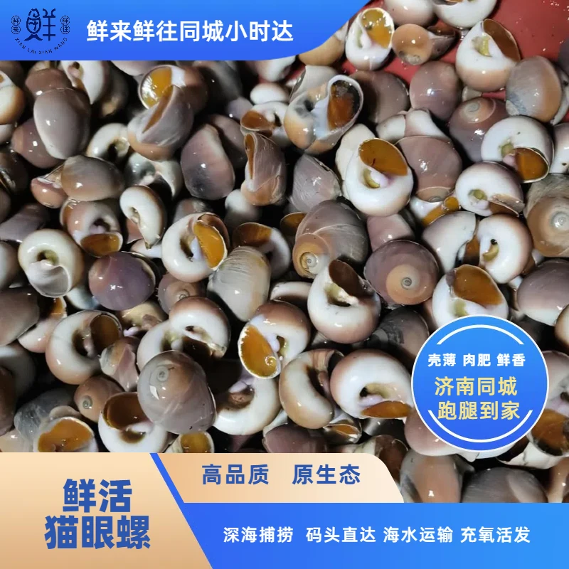 【鲜活】莱州猫眼螺 1斤 壳薄 肉肥 鲜香