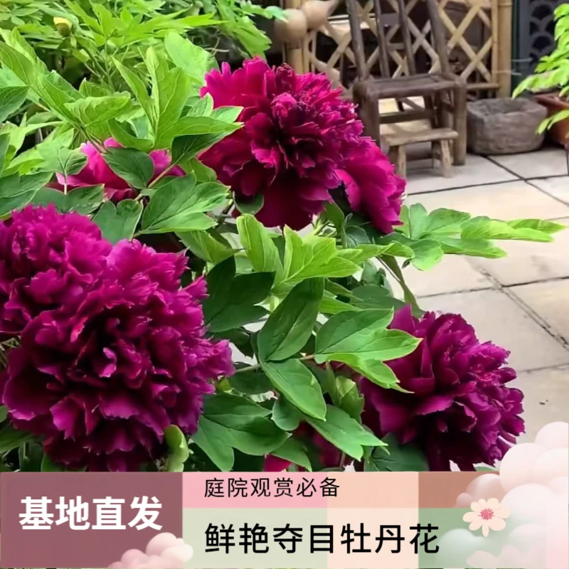 重瓣观赏5年丛生牡丹树好养耐寒抗旱