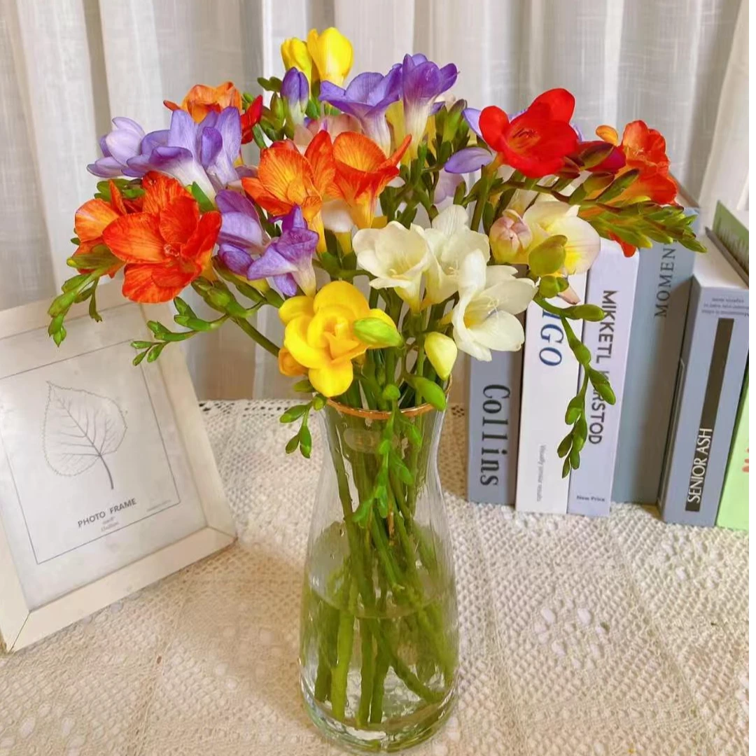 【香雪兰】人间活香水东北鲜切花基地直发顺丰包邮办公室简单养护