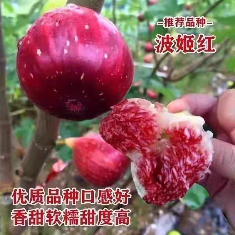 波姬红无花果树苗特大果树苗盆栽地栽南方北方都可种植