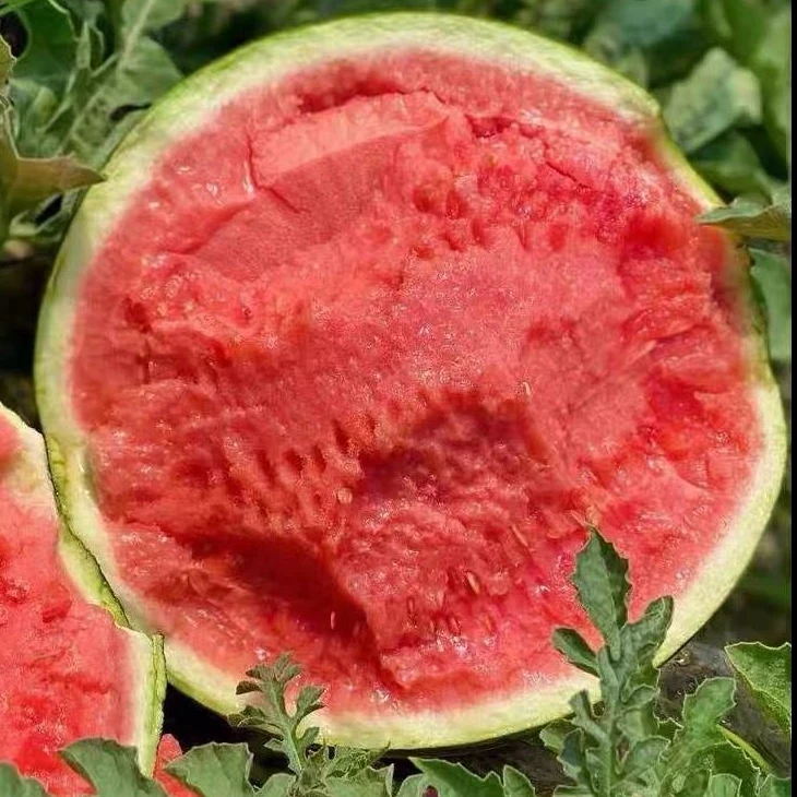 麒麟西瓜魏集嘉年华薄皮甜蜜多汁新鲜现摘自然成熟