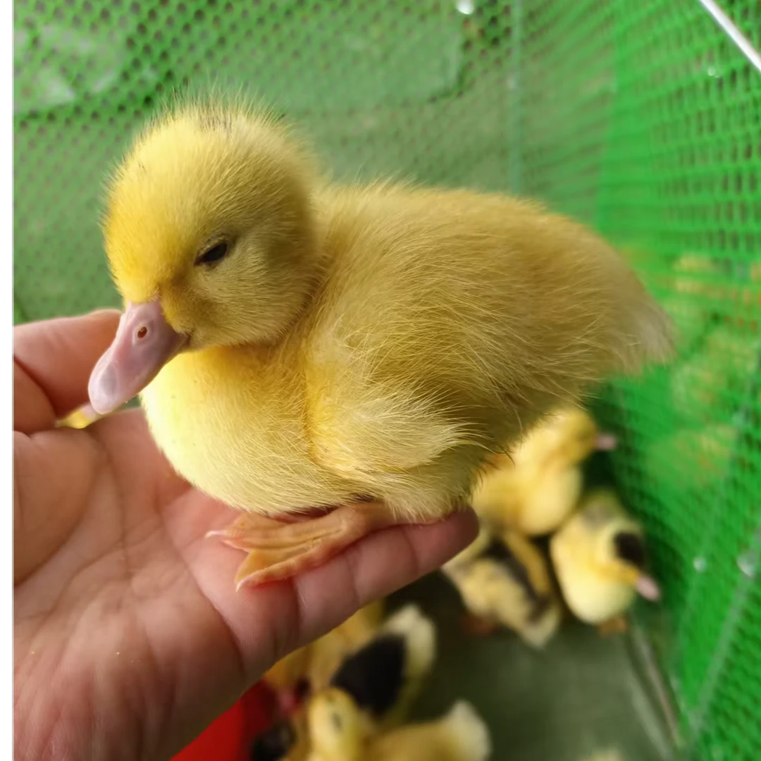 网红可爱宠物鸭柯尔花边鸭健康好养小鸭子包邮到家