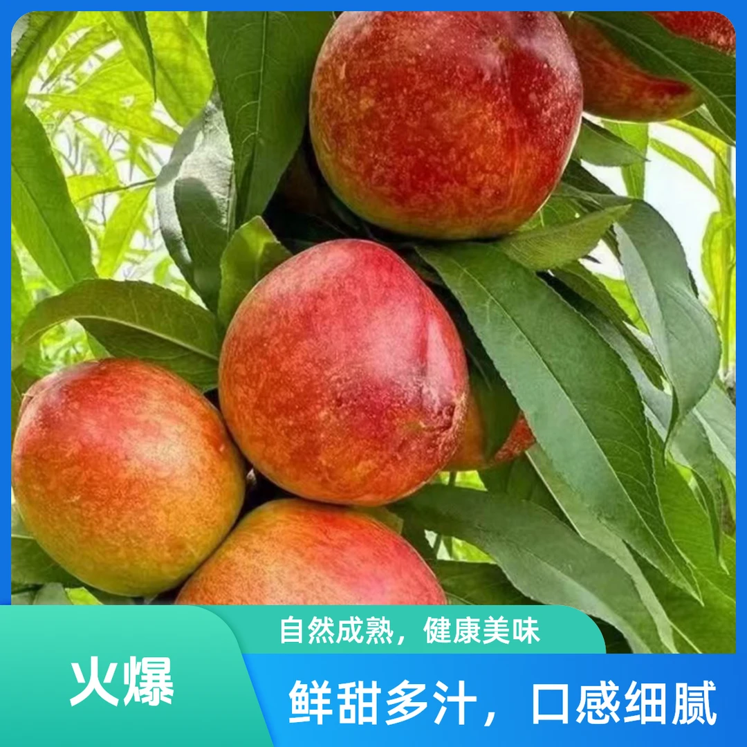 沂蒙山黄肉红油桃头茬露天3-5斤当季新鲜水果桃子山东省