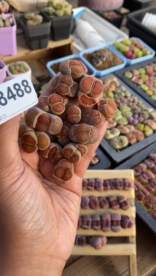 【闪购商品】8488直播一物一拍