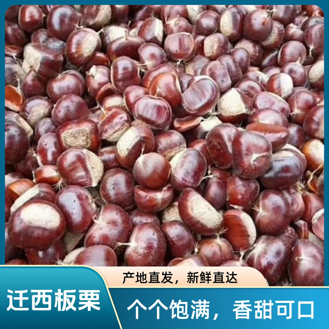 老树产地直发正宗迁西迁西板栗生板栗地理栗子软糯标识香甜新鲜