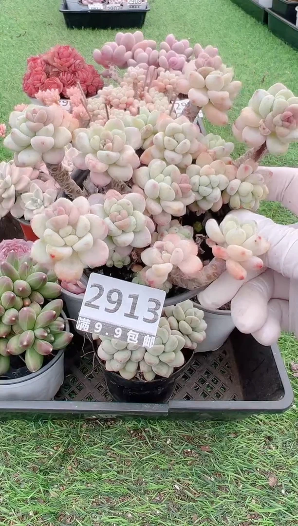 【闪购商品】信福多肉一物一拍