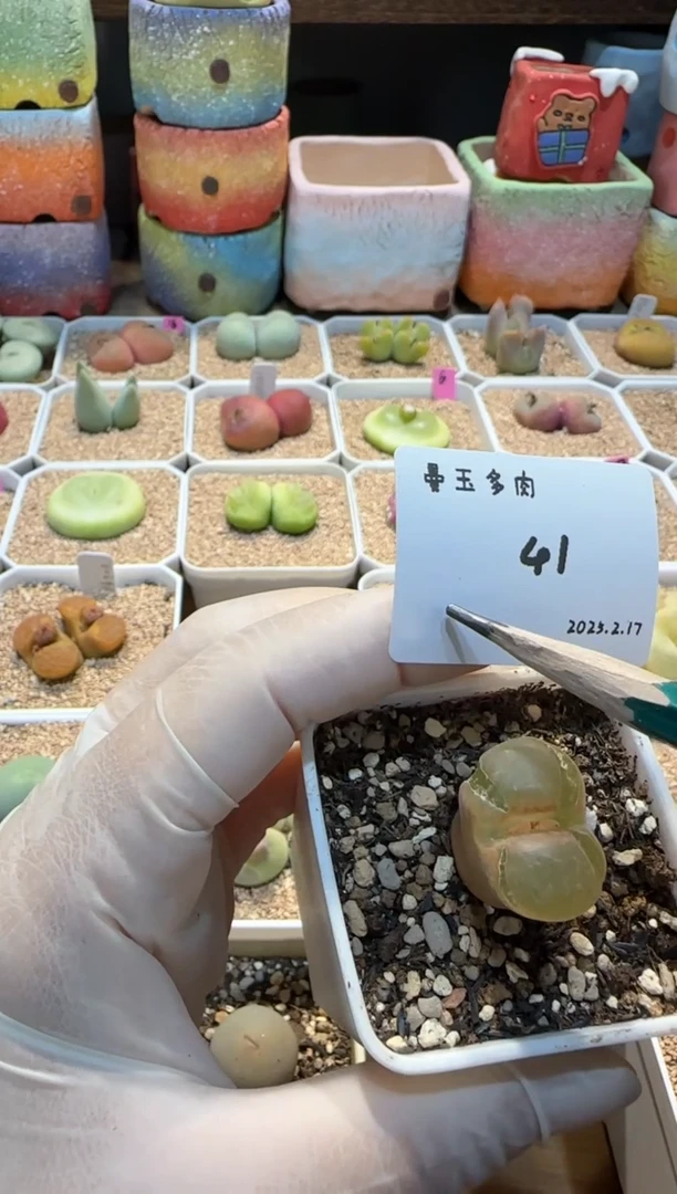 【闪购商品】25.2.17-41