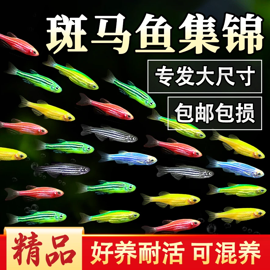 观赏鱼斑马鱼小型鱼热带鱼活体鱼活鱼红绿灯科孔雀鱼