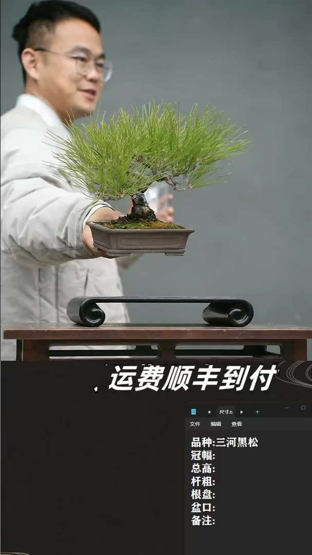 【闪购商品】12 三河黑松