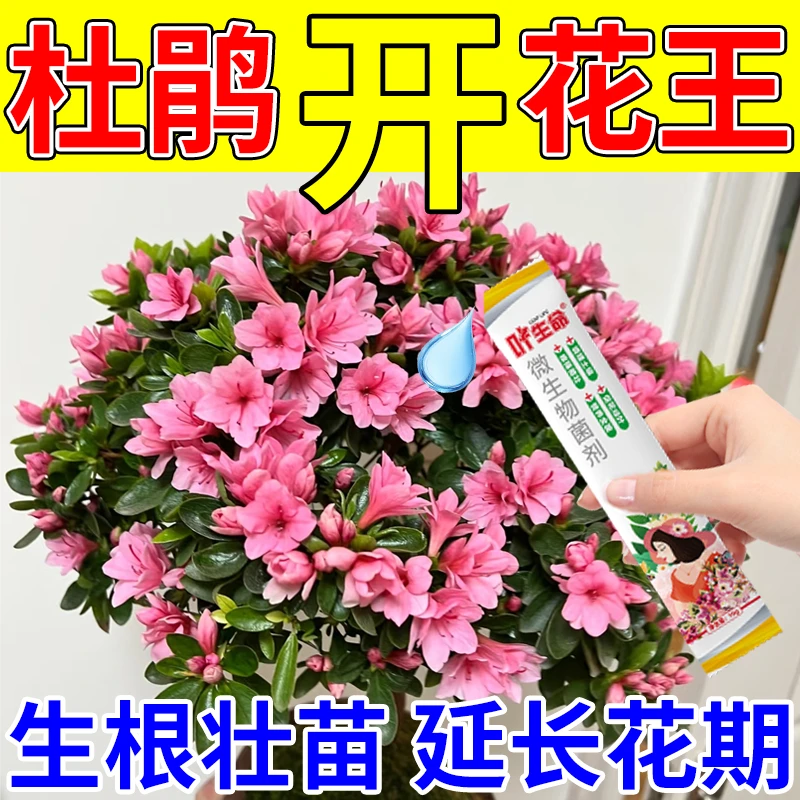杜鹃花病害药杜鹃黄叶枯萎病专用杀菌剂黑斑干枯掉花苞杜鹃病全治