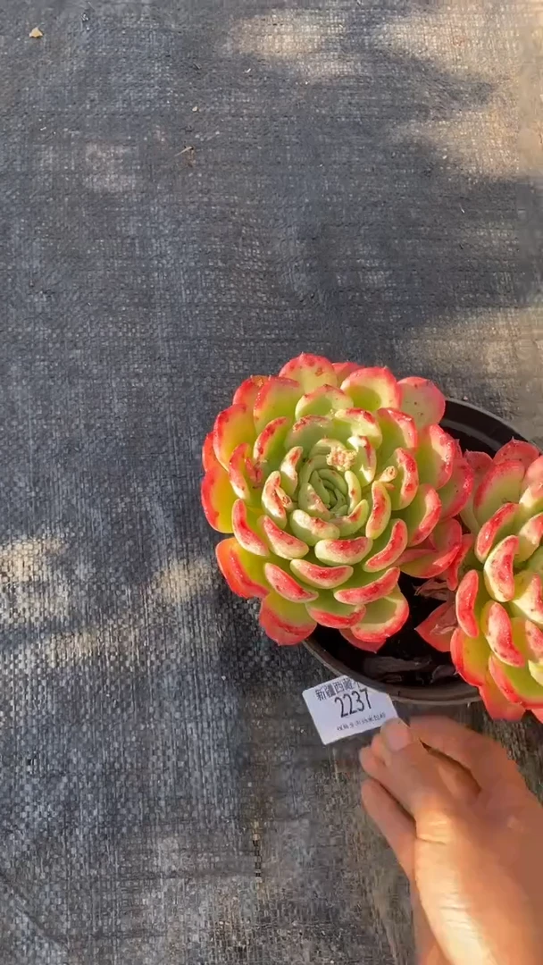 【闪购商品】2237十里桃花