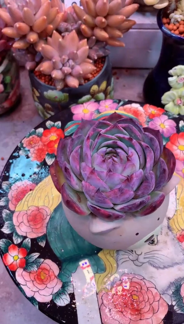 惊鸿仙子247H（一物一拍，精品多肉，w所见即所得 ）