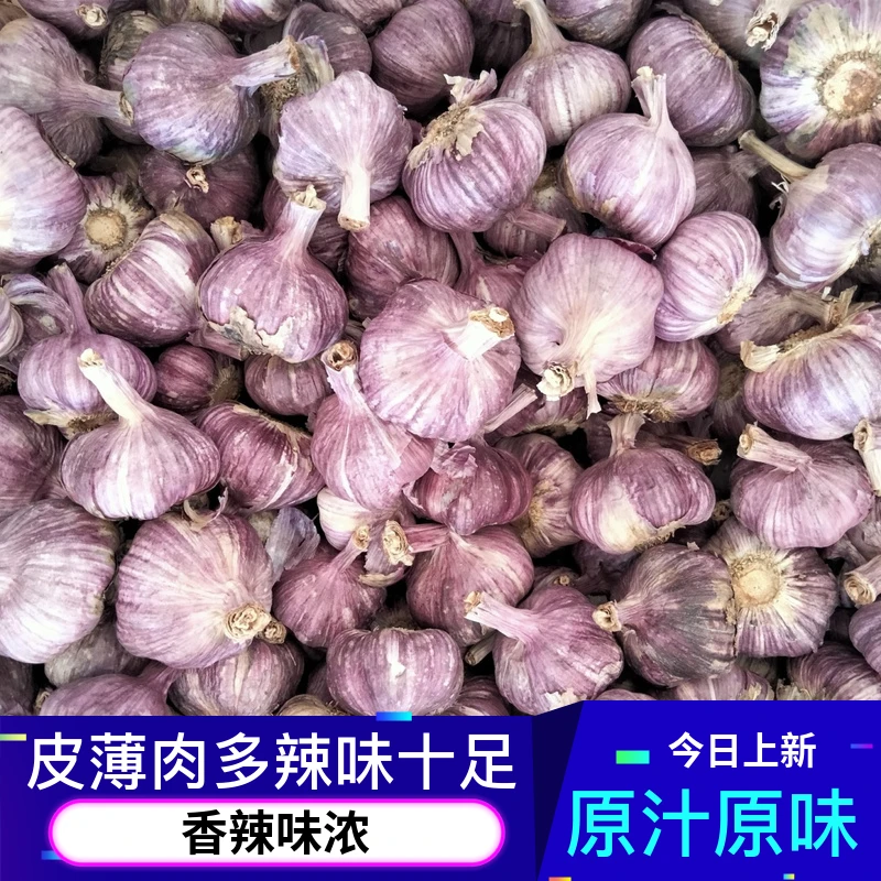 云南正宗干蒜多瓣蒜大理产地直发鲜香浓郁可腌可泡