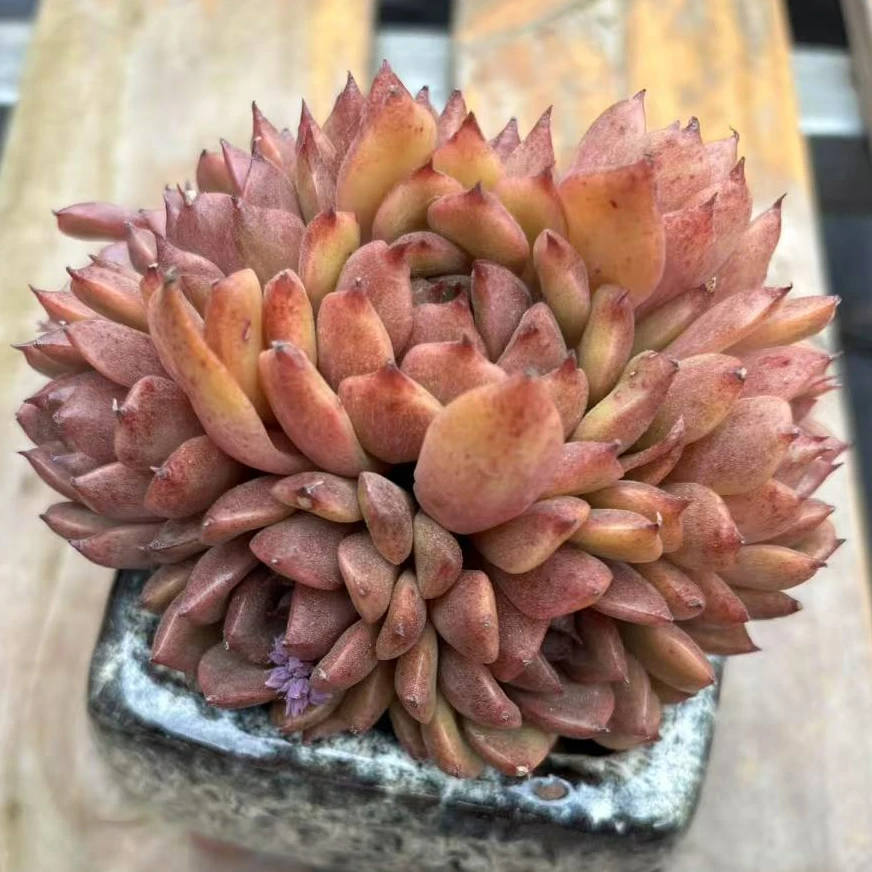 紫水晶裙身（8cm-12cm）脱土裸根发货