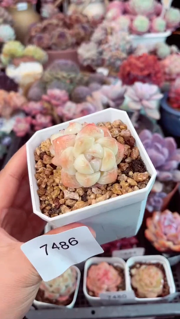 【闪购商品】7486冰玉多肉