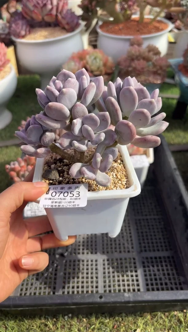 【闪购商品】07053