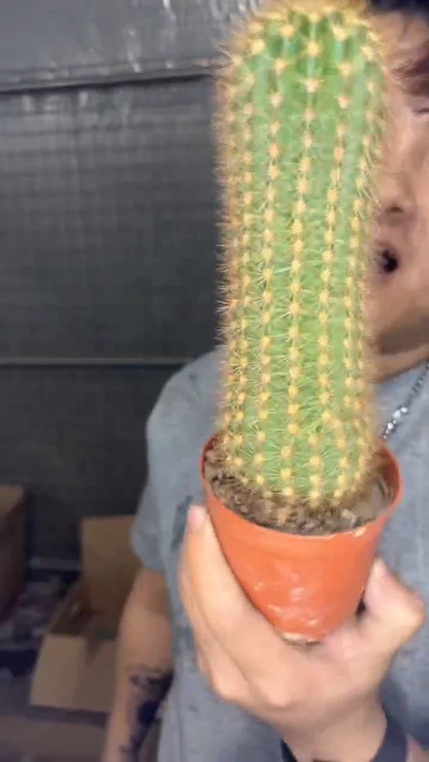 飞碟 毛花柱【带根】