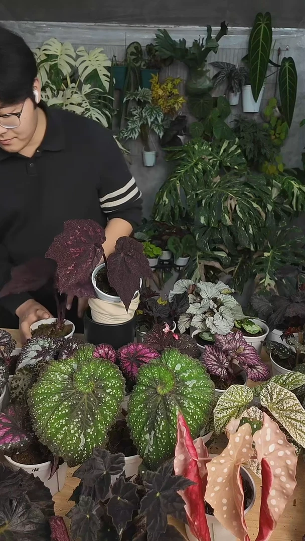 完全开放玛格丽特2代