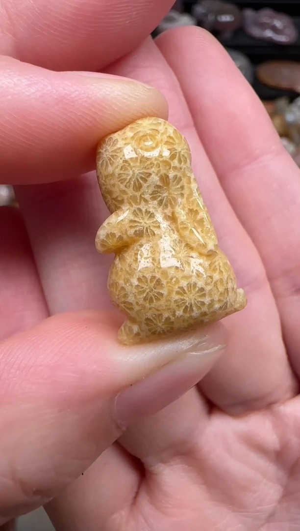 颈饰未镶嵌硅化珊瑚（珊瑚玉）677