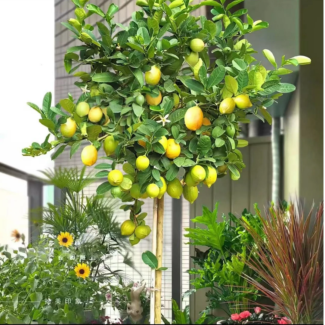 广东四季香水柠檬果树盆栽地栽客厅庭院